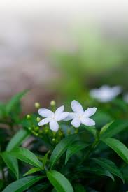 Snakes are attracted to rodents because they are naturally snake food. 15 Positive Energy Plants That Will Boost Your Mental Health In 2021