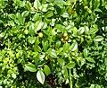 Image result for Cassinopsis ilicifolia