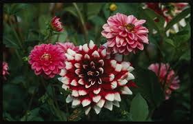 We did not find results for: What Causes Flowers To Have Different Colors Library Of Congress