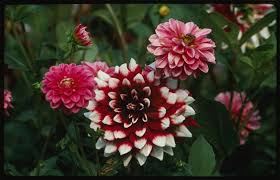 However the distinctive look of the black flower has led it to become one of the most popular colour choices for arrangements and displays particularly at halloween. What Causes Flowers To Have Different Colors Library Of Congress