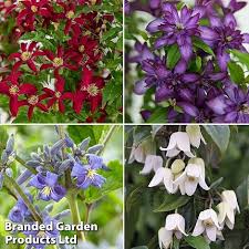 Image result for Clematis commutata