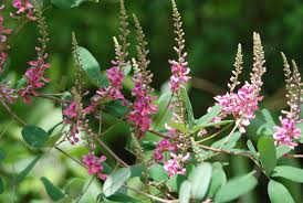 Image result for Indigofera praticola