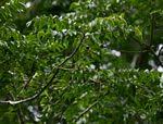 Image result for Clausena anisata