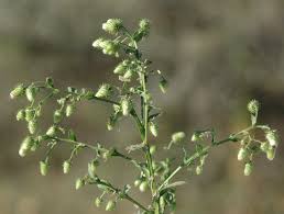 Image result for Laggera