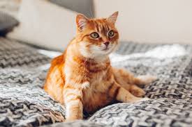 Neurologische störungen bei katzen betreffen das nervensystem und das gehirn. Epilepsie Bei Katzen Erkennen Und Behandeln Zooplus