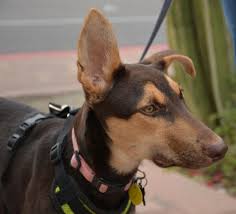 Your puppy can have brown, tan, or black color. Dog For Adoption Reyna A German Shepherd Dog Doberman Pinscher Mix In Phoenix Az Petfinder