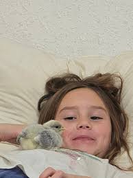 Chicken Coop Ideas & Everything Backyard Chicken