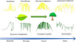 Plant cells biology is the study of all type of plant cells. Frontiers Photosynthetic Acclimation To Fluctuating Irradiance In Plants Plant Science