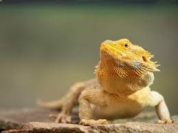 These have yet to include necessary equipment for breeding. Bearded Dragon Cost Everything You Need To Know