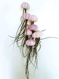 six purple white butzii hanging jellyfish air plants sea etsy decor make your own macrame plant hanger