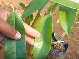 Penyakit pada tanaman durian akan sangat mematikan apabila tidak segera di lakukan salah satu penyakit yang menyerang tanaman durian ialah penyakit yang disebabkan oleh cendawan hal ini. Selain Buah Daun Durian Juga Punya Manfaat Tak Terduga Lifestyle Liputan6 Com