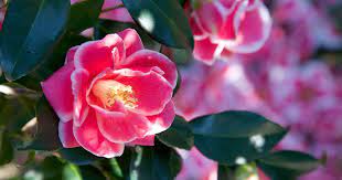 Christmas Carol Camellia Fall Flowers Flowers Christmas