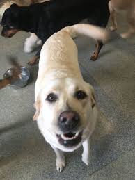 Bone-Anza Doggie Daycare