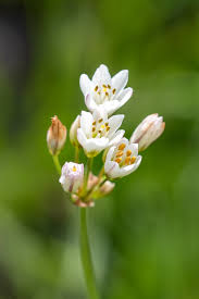 Image result for Nothoscordum borbonicum