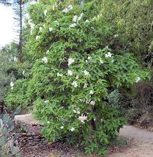 Image result for Cordia pilosissima
