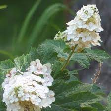 Oakleaf Hydrangea Info How To Care For An Oakleaf Hydrangea Growing Hydrangeas Hydrangea Care Oakleaf Hydrangea Landscape