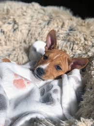 Fleece Dog Blankets For Puppies Keeping Your Puppy Warm And Cozy On Cold Winter Days Dog Blanket Basenji Puppy Basenji Dogs