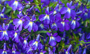 Image result for lobelia