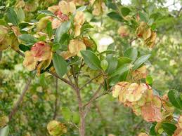 Image result for Hymenocardia ulmoides