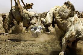 What you do not know causes no worry or sadness. Sudan S El Molih S Camel Market Is A Great Attraction Al Bawaba