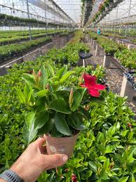 Image result for dipladenie hybrida rio obrázek