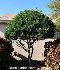 Image result for Ligustrum