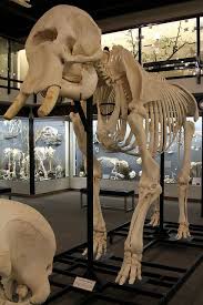 African Elephant Skeleton Osteology Museum Moore Ok Animal Skeletons Elephant Anatomy Fossil Bones