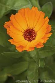 Pin On Flowers By Name