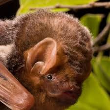 If some of the bats within the colony have gotten themselves stuck in wall cavities or other small spaces inside your home, you will more than likely hear them flapping around in. Bats In Homes Buildings Bat Conservation International