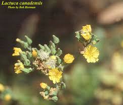 Image result for Lactuca setosa