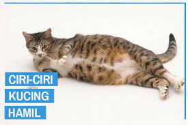 Jadi selain mengetahui cara mengatasi kucing yang sedang stres, kalian juga bisa mengetahui gejala dan penyebabnya. 9 Ciri Ciri Kucing Hamil Dari Ahli Terpercaya Kucingklik Com