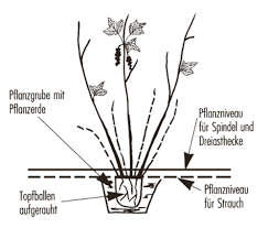 Für gewöhnlich ist es so, dass man als. Pflanzzeit Johannisbeeren Wann Ist Der Beste Zeitpunkt