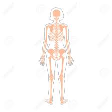 Maybe you would like to learn more about one of these? Woman Skeleton Anatomy In Front Profile And Back View Vector Isolated Flat Illustration Of Human Skull And Bones In Female Body Halloween Medical Educational Or Science Banner Royalty Free Cliparts Vectors And