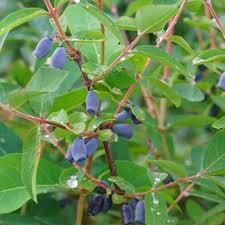 Image result for Lonicera confusa