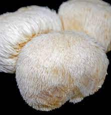 Here's what you need to know about this fierce functional mushroom! Lion S Mane Mushrooms Benefits And Side Effects
