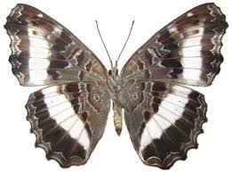 Image result for Tragiella natalensis