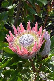 Image result for Dierama formosum