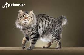 Kedi Cinsleri Ve Irkari Petcanlar Com