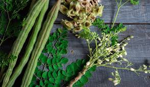 Image result for Moringa oleifera