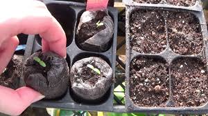 Add marigolds to sunny beds, borders and containers. How To Grow Big Duck Marigold From Seed Marigold Seedlings Update Youtube