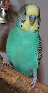 If you are talking about the budgie type of parakeet, then yes, the green and blue are the. Budgie Parakeet Colors Varieties Mutations Genetics Parakeet Colors Budgies Bird Budgie Parakeet