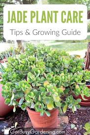 Jade Plant Care Tips How To Grow Take Care Of A Jade Succulent Jade Plant Care Jade Plants Plants