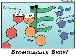 Biomolecules Different Molecules But All Important For Life Science Biology Biology Classroom Study Biology Biology Memes