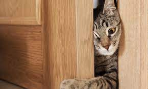 6 Ways To Stop Cat From Scratching Door