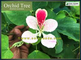 Image result for Bauhinia monandra