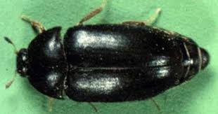 Bed Bug Black Bugs In Hair Pictures 7 Ways To Control Carpet Beetles Carpet Bugs Black Carpet Beetle