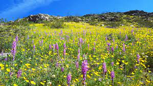 Air force one and miramar air show 20190929. Anza Borrego Desert Wildflowers Update