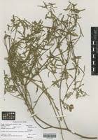 Image result for Aeschynomene schimperi