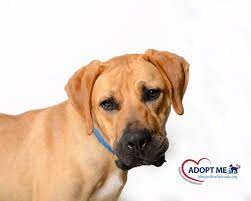 Animal Welfare League Of Alexandria A067881 Roo Animal Welfare League Dog Adoption Pets