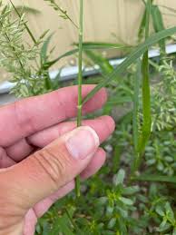 Image result for Eragrostis moggii